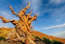 Este es el 'Matusalén', el árbol más viejo del mundo