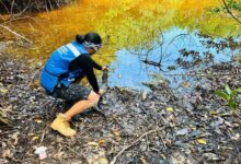 Desplazamiento de Fauna Silvestre por Obras del Tren Maya