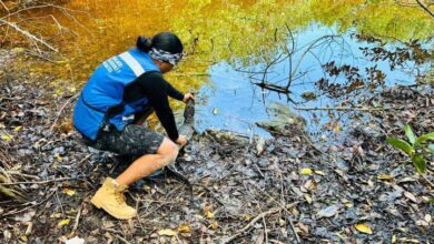 Desplazamiento de Fauna Silvestre por Obras del Tren Maya