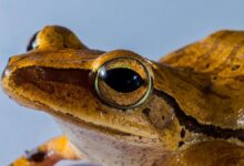 Logran controlar la enfermedad que mata a los anfibios del mundo