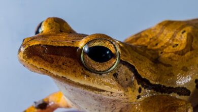 Logran controlar la enfermedad que mata a los anfibios del mundo