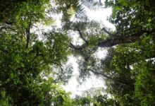 Fotografía de archivo de un bosque