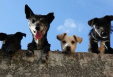 ¡Cuidado! este es el parásito en el agua que puede matar a los perritos