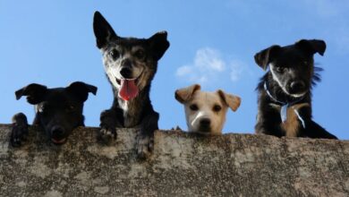 ¡Cuidado! este es el parásito en el agua que puede matar a los perritos