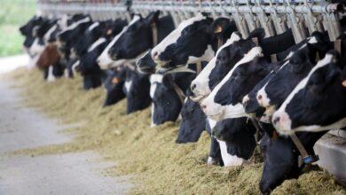 Vacas estabuladas.