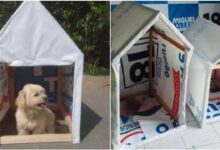 En Perú utilizan propaganda electoral para construir casas para perritos