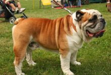 Bulldog inglés, una de las razas que los veterinarios desaconsejan