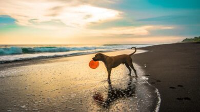 ¿Cuánto tarda tu perro en olvidarte?