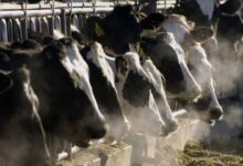 Muestras de leche pasteurizada arrojan resultados positivos a trazas del virus de la gripe aviar