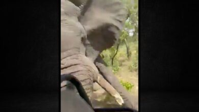 Mujer de 79 años muere en Zambia tras embestida de elefante