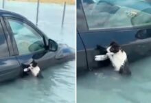 Rescatan a gato de morir ahogado en las inundaciones de Dubái: VIDEO