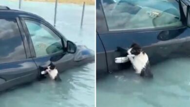 Rescatan a gato de morir ahogado en las inundaciones de Dubái: VIDEO