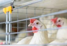 Riesgo de gripe aviar H5N1 está evolucionando: OMS