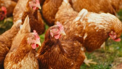 Sacrifican casi 2 millones de gallinas y pollos por un brote de gripe aviar en Texas