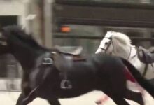 VIDEO: caballos causan pánico en Londres y hieren a cinco personas