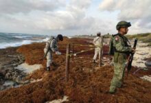 Cuatro Paquetes de Marihuana Hallados en Costas de Cozumel