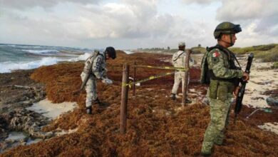 Cuatro Paquetes de Marihuana Hallados en Costas de Cozumel