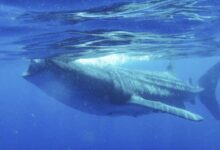 Esta es la polémica razón por la que Japón permitirá la caza de ballenas