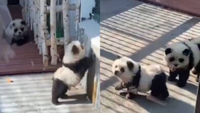 Exhiben como pandas a perros teñidos de blanco y negro en zoológico; causan indignación