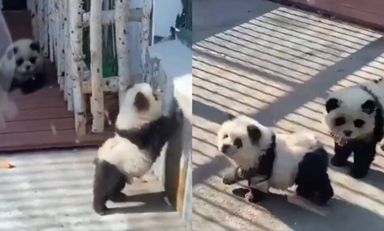 Exhiben como pandas a perros teñidos de blanco y negro en zoológico; causan indignación