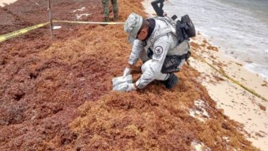 Incautan 5 Paquetes de Sustancia Ilícita en Chen Río y Playa San Martín en Cozumel