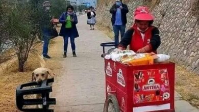 La historia del perrito Boris: ayuda a su dueña en su trabajo y enternece a las redes