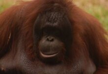 Orangután que usó planta medicinal para curarse abriría un nuevo estudio