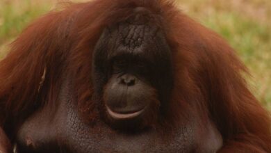 Orangután que usó planta medicinal para curarse abriría un nuevo estudio