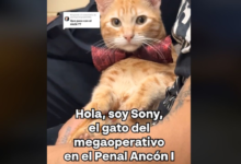 Sony, el gatito que de la cárcel saltó a la fama en TikTok