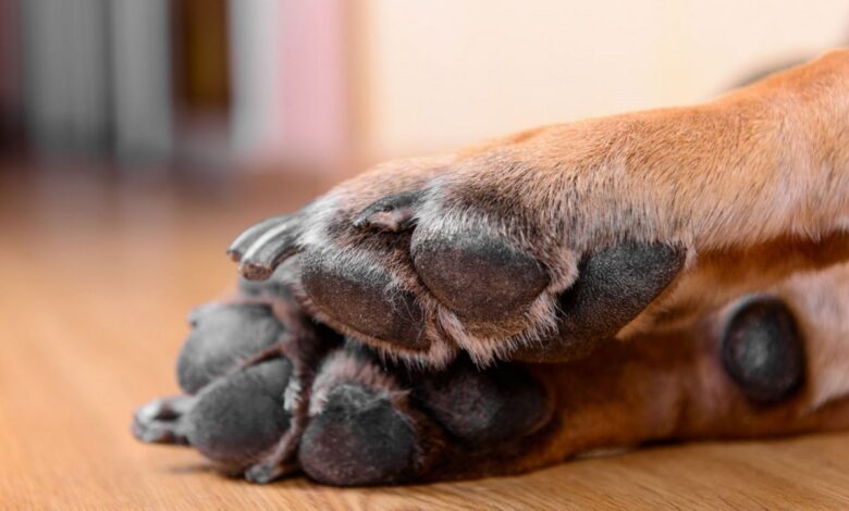 Un perrito fue lanzado por su dueña desde el techo de su casa, está gravemente herido