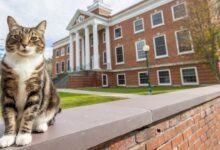 Universidad de EU otorga reconocimiento a un gato como doctor en "Litter-ature"