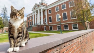 Universidad de EU otorga reconocimiento a un gato como doctor en "Litter-ature"