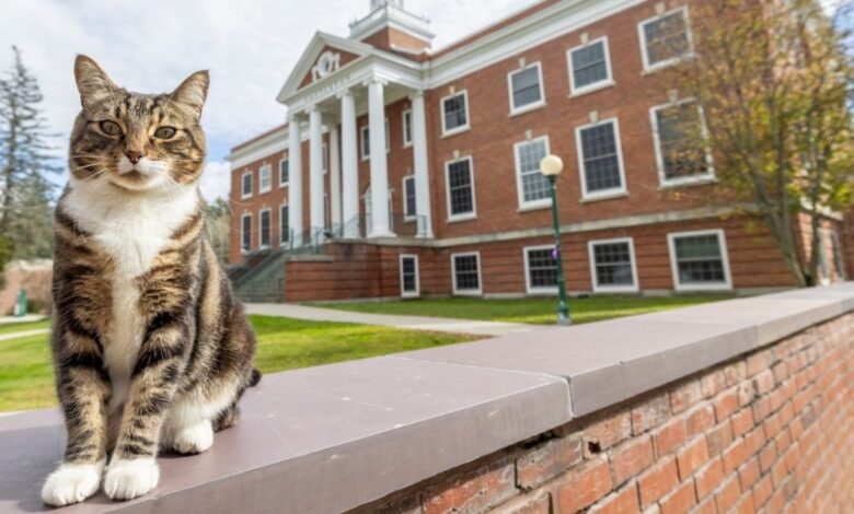 Universidad de EU otorga reconocimiento a un gato como doctor en "Litter-ature"