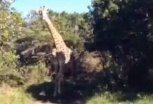 VIDEO: Al estilo de Jurassic Park, una jirafa persigue a turistas a bordo de una 4x4 en un safari