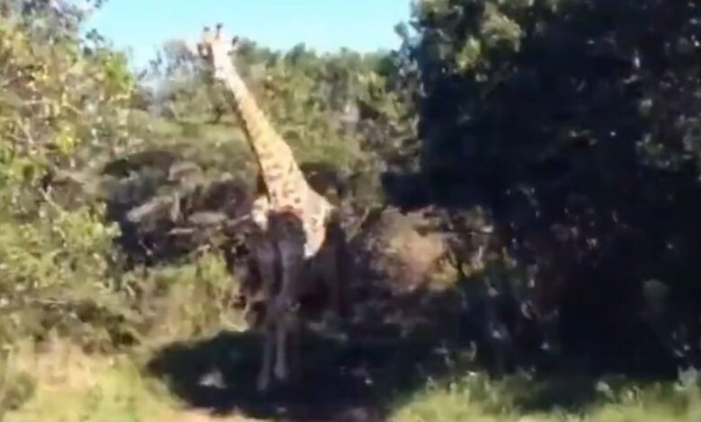 VIDEO: Al estilo de Jurassic Park, una jirafa persigue a turistas a bordo de una 4x4 en un safari