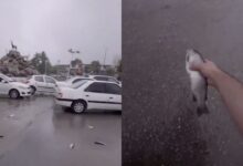 VIDEO: Cae lluvia de peces sobre Irán, conoce este insólito fenómeno