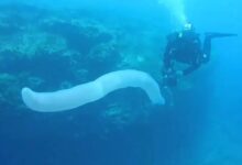 VIDEO: “gusanos gigantes” en el mar aparecen por el intenso calor y ponen en peligro al mundo, dicen científicos