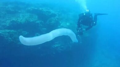 VIDEO: “gusanos gigantes” en el mar aparecen por el intenso calor y ponen en peligro al mundo, dicen científicos