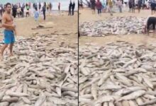 VIDEO: turistas se cruzan con miles de peces varados en la playa Retiro Dos Padres de Bombinhas