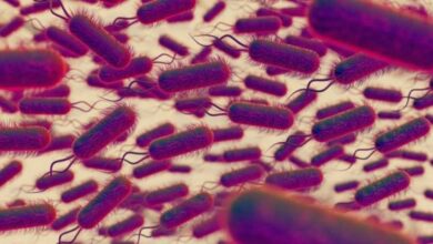 Bacteria carnívora que mata en 2 días alerta por aumento de casos, ¿habrá una nueva pandemia?