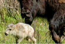 El origen de la profecía cumplida tras el nacimiento del búfalo blanco en Yellowstone