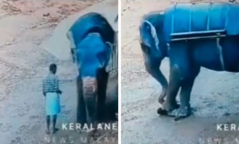 IMÁGENES FUERTES: Elefante ataca a su cuidador, lo pisoteó hasta matarlo