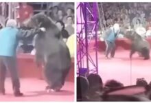 Las últimas imágenes de un entrenador antes de ser atacado por su oso en plena función de circo