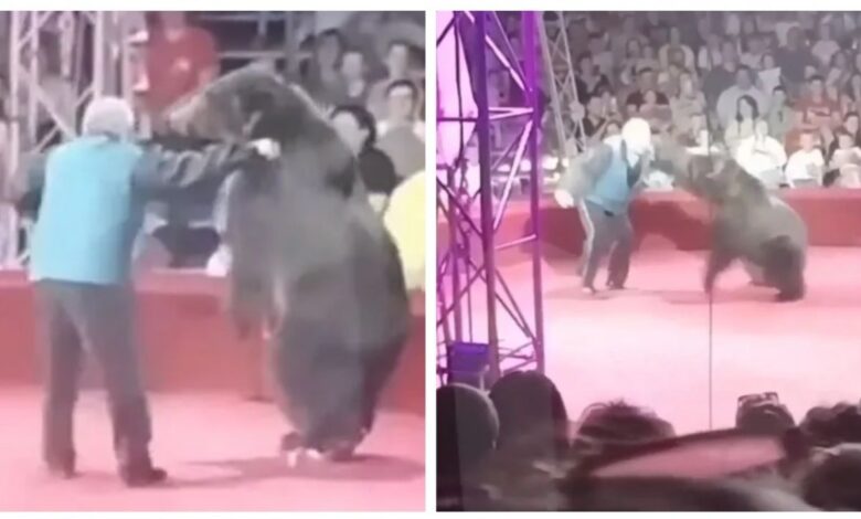 Las últimas imágenes de un entrenador antes de ser atacado por su oso en plena función de circo