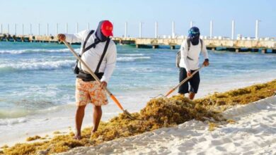 Preservando la Belleza Costera: Solidaridad ante la Invasión de Sargazo