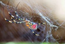 Qué ocurriría si la araña Joro invade México y qué peligro hay si otras especies emigran