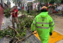 Tormenta tira 45 árboles y 22 postes en Solidaridad