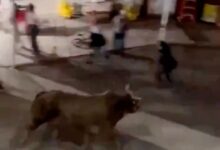 Toro embiste a varias personas tras saltar una valla en un rodeo de Oregón, Estados Unidos: VIDEO