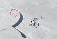 VIDEO: El dramático momento en que una familia de pingüinos es separada por un bloque de hielo