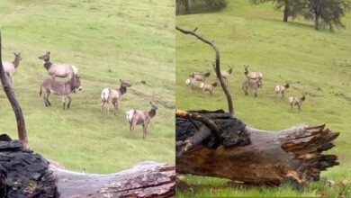 VIDEO: Manada de alces adopta a un burro llamado Diesel que desapareció hace 5 años